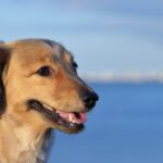 【オスにおすすめ】かっこいい犬の名前